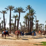 Paseos en camello y quad por la Palmeraie de Marrakech