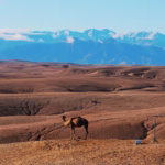 Camel ride Agafay Activity