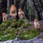 Ifrane Azrou, monkeys in the forest in Morocco