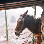 Imlil Atlas Mountains Animal day trip