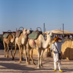 Camel Ride on Agafay Desert